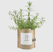 Load image into Gallery viewer, Garden in a Bag - Lavender