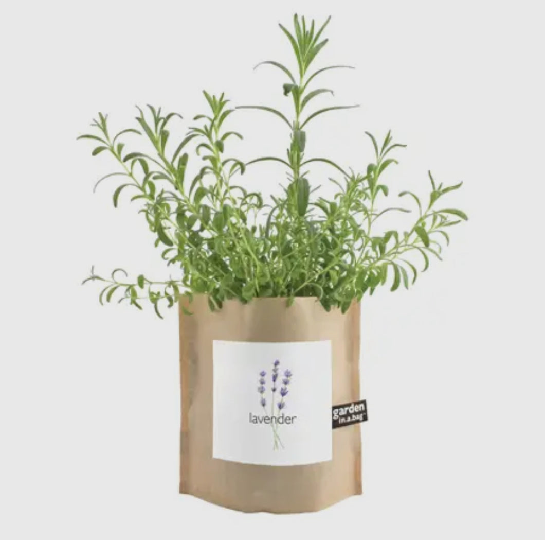 Garden in a Bag - Lavender